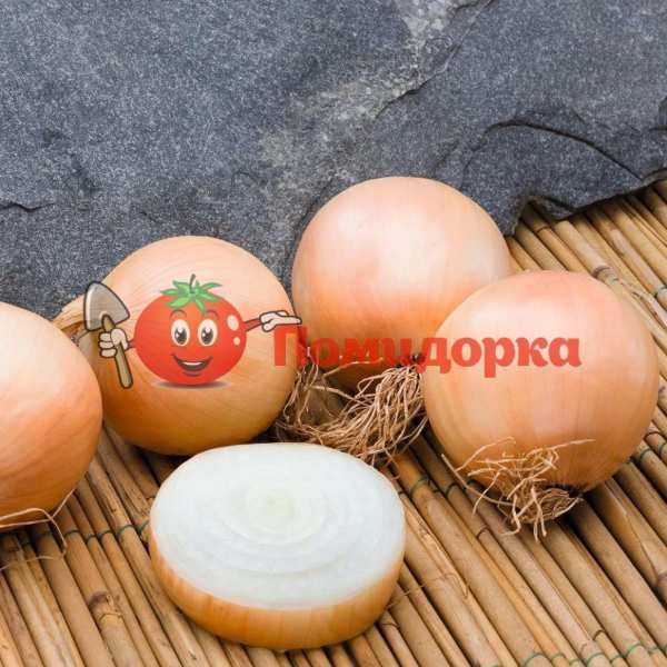 Лук ДЕРБИ F1 | DERBI F1 Bejo, Фасовка - 250 000 семян