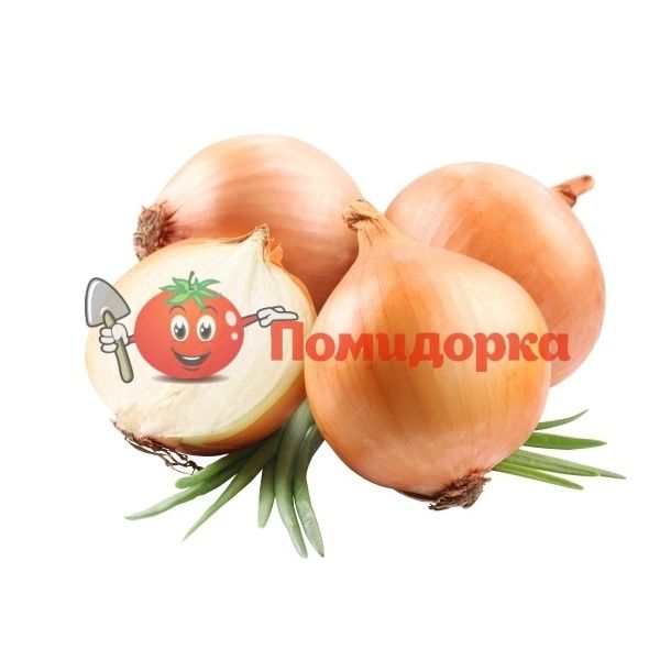 Лук ДОРМО F1 | DORMO F1 Hazera, Фасовка - 250 000 семян