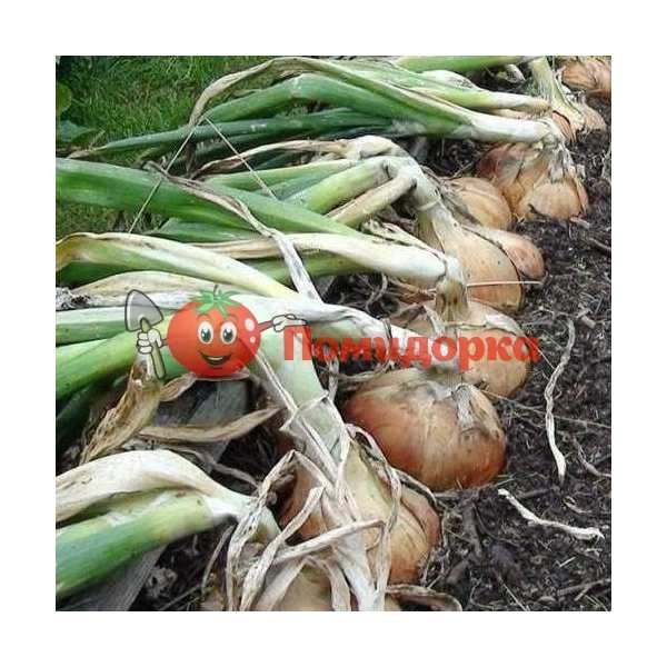 Лук ЭКСИБИШН F1 | EXHIBITION F1 Bejo, Фасовка - 250 000 семян