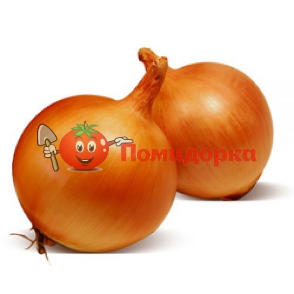 Лук ФРОНТИНО F1 | FRONTINO F1 Hazera, Фасовка - 250 000 семян