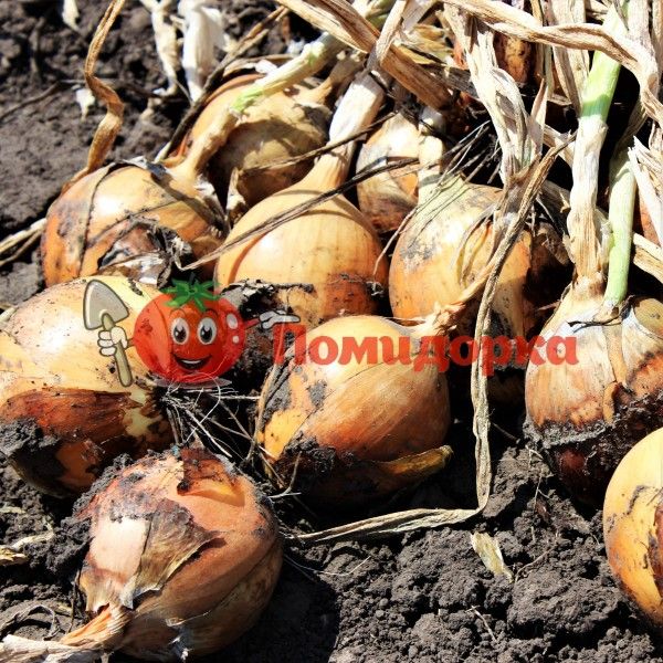 Лук ФУНДАДОР F1 | FUNDADOR F1 Cora seeds, Фасовка - 250 000 семян