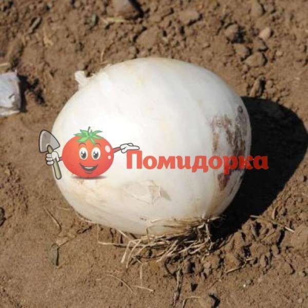 Лук ГИДРАС F1 | HIDRAS Cora seeds, Фасовка - 250 000 семян