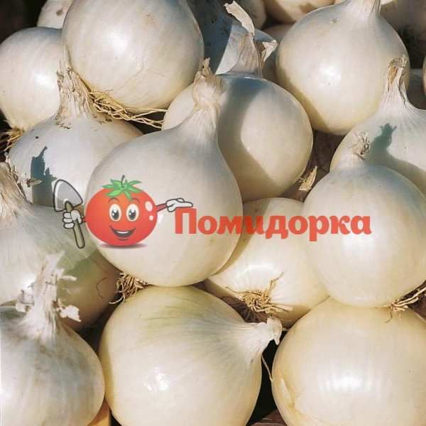 Лук ГЛЕДСТОУН F1 | GLEDSTONE F1 Bejo, Фасовка - 250 000 семян