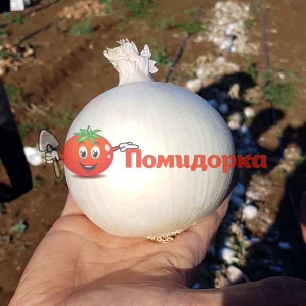 Лук KS 725 F1 | KS 725 F1 Kitano, Фасовка - 10 000 семян