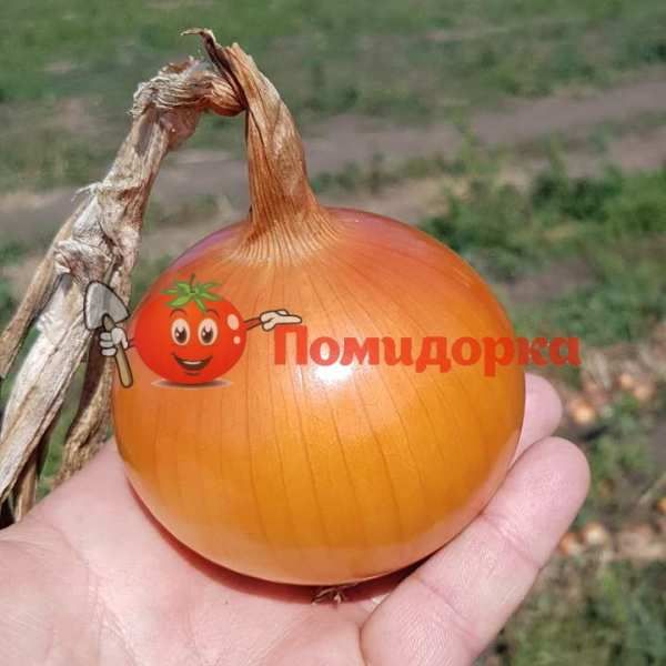 Лук KS 765 F1 | KS 765 F1 Kitano, Фасовка - 10 000 семян