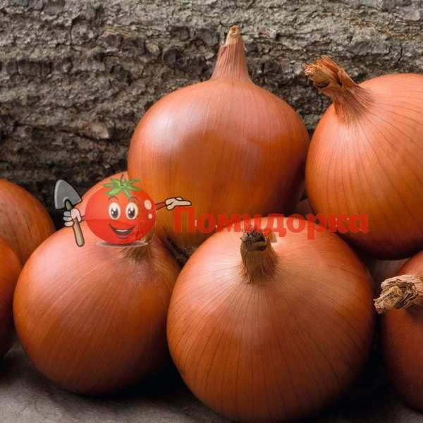 Лук МЕЛОРИ F1 | MALLORY F1 Bejo, Фасовка - 250 000 семян