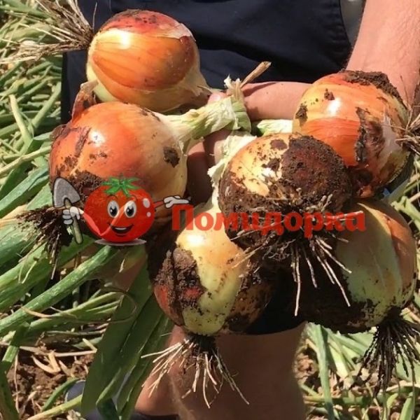 Лук МЕРАНТО F1 | MERANTO F1 Hazera, Фасовка - 250 000 семян