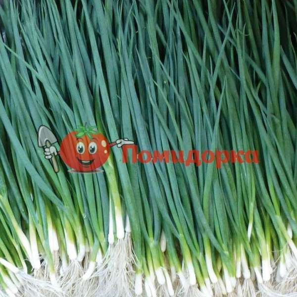 Лук на перо БАЙА ВЕРДЕ F1 | BAJA VERDE F1 Seminis, Фасовка - 100 000 семян