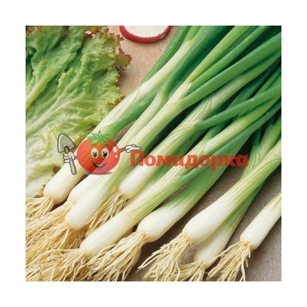 Лук на перо КАРЕЛ | KAREL Hazera, Фасовка - 50 000 семян