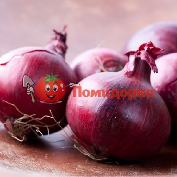 Лук озимый ФАБУЛА F1 | FABULA F1 Hazera, Фасовка - 1 кг