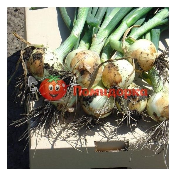 Лук озимый ИБИС F1 | IBIS F1 Hazera, Фасовка - 250 000 семян