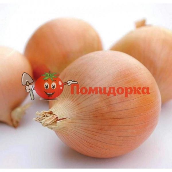 Лук озимый ИМАГО F1 | IMAGO F1 Hazera, Фасовка - 250 000 семян