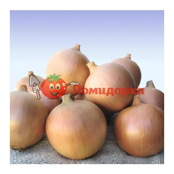 Лук озимый ВОЛЬФ F1 | VOLF F1 Hazera, Фасовка - 250 000 семян