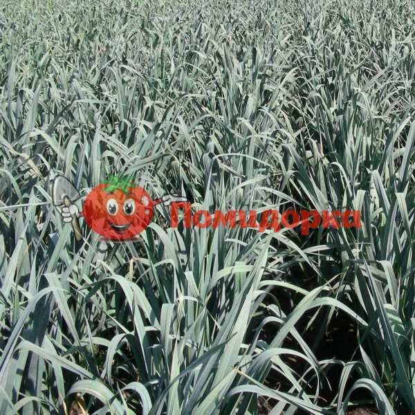 Лук порей ДЖАМПЕР F1 | JUMPER F1 Bejo, Фасовка - 10 000 семян