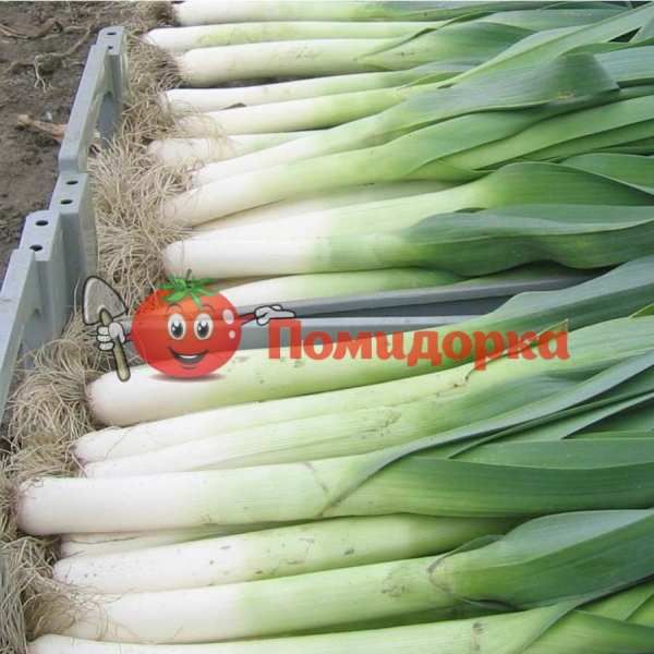 Лук порей КОЛУМБУС | COLUMBUS Bejo, Фасовка - 10 000 семян