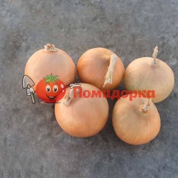 Лук РАДАР | RADAR Bejo, Фасовка - 250 000 семян