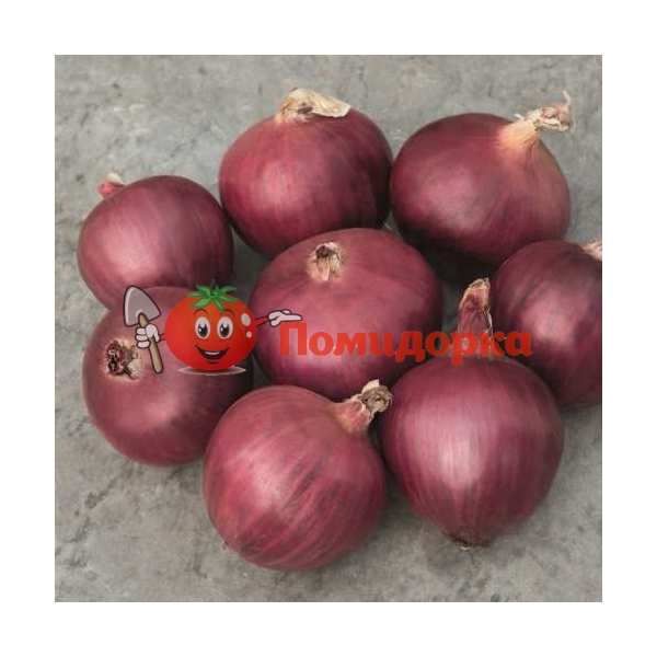 Лук РЕД БУЛЛ F1 | RED BULL F1 Bejo, Фасовка - 250 000 семян