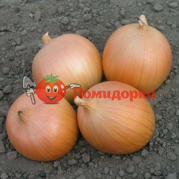 Лук РЕФЛЕКС F1 | REFLEX F1 Cora seeds, Фасовка - 250 000 семян