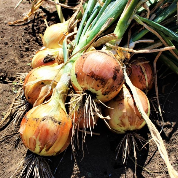 Лук репчатый БОСКО F1 | BOSKO F1 Syngenta, Фасовка - 250 000 семян