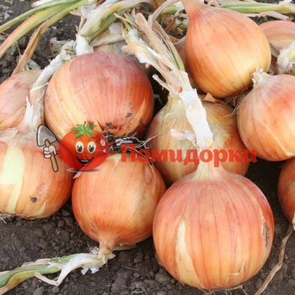 Лук РИНО F1 | RINO F1 Hazera, Фасовка - 250 000 семян