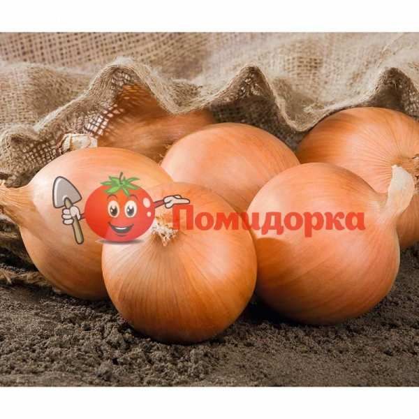 Лук РОУХАЙД F1 | RAWHIDE F1 Bejo, Фасовка - 250 000 семян