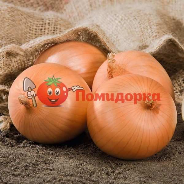 Лук САФРАН F1 | SAFRANE F1 Bejo, Фасовка - 250 000 семян