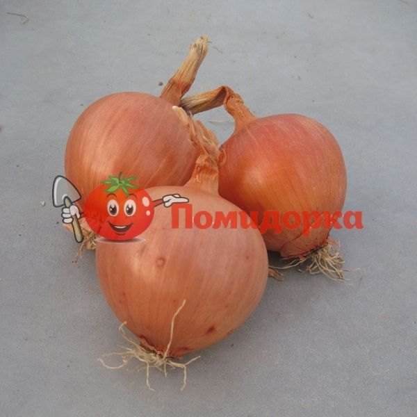 Лук СКАПИНО F1 | SKAPINO F1 Hazera, Фасовка - 250 000 семян