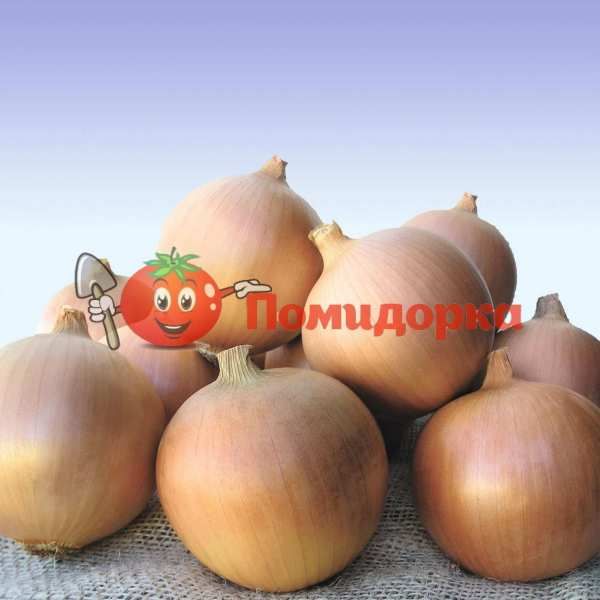 Лук СИБИР | SIBIR Bejo, Фасовка - 250 000 семян