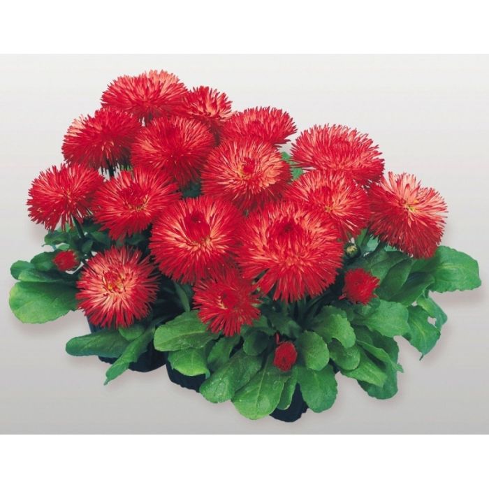Маргаритка Хабанера | Bellis perennis Habanera Benary flowers, Фасовка - Красная - 250 драже