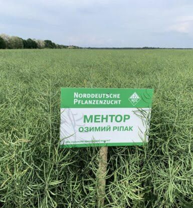 Насіння озимого ріпаку Ментор 