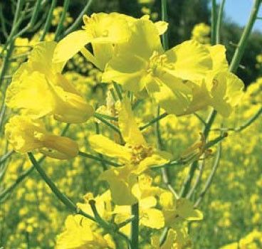 Семена озимого рапса Мерседес 