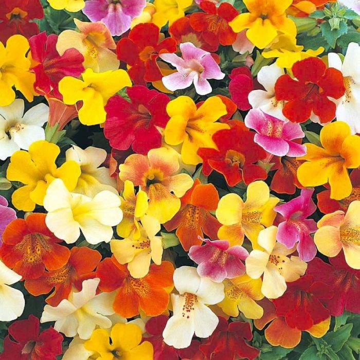 Мимулюс Мистик F1 | Mimulus Mystic F1 Sakata, Фасовка - Cream with Spots - 100 драже