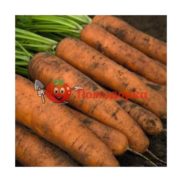 Морковь БЕЛГРАДО F1 | BELGRADO F1 Bejo, Фасовка - 1 000 000 семян фр. (1.6-1.8)