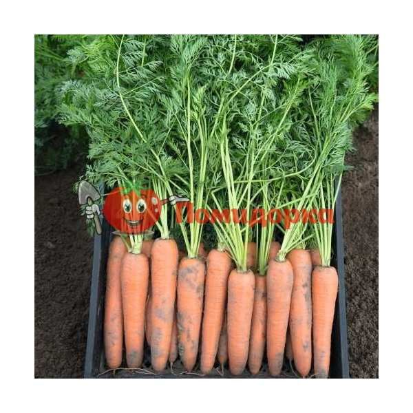 Морковь БЕРЛИН F1 | BERLINE F1 Bejo, Фасовка - 1 000 000 семян фр. (1.8-2.0)