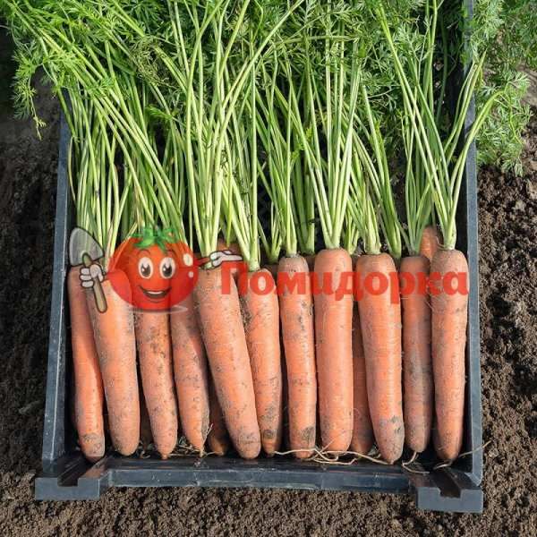 Морковь БЕРМУДА F1 | BERMUDA F1 Bejo, Фасовка - 1 000 000 семян фр. (1.6-1.8)