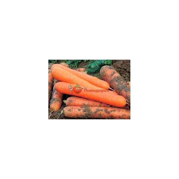 Морковь ЧЕМПИОН F1 | CHAMPION F1 Syngenta, Фасовка - 100 000 семян