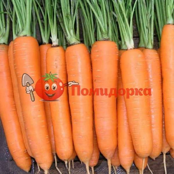 Морковь ФОРТО F1 | FORTO F1 Seminis, Фасовка - 100 грамм