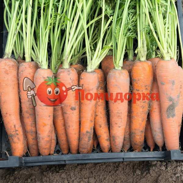 Морковь КАМАРАН F1 | KAMARAN F1 Bejo, Фасовка - 1 000 000 семян фр.(2.2-2.4)