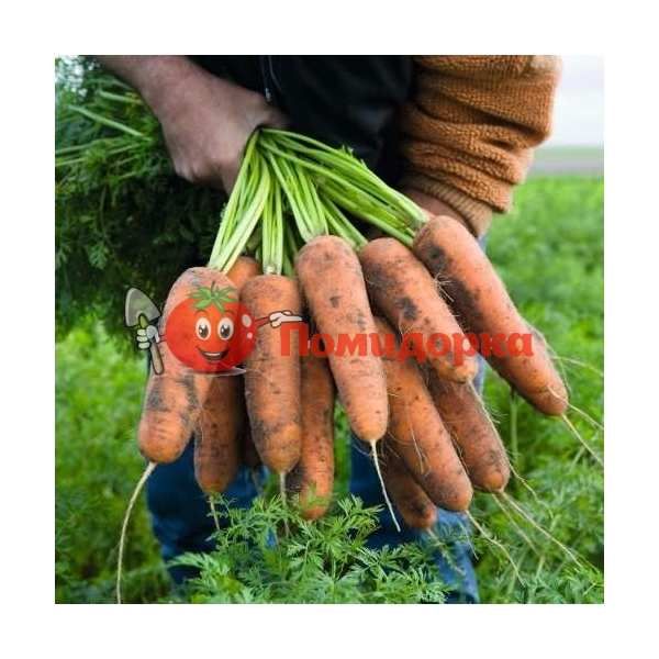 Морковь КАРДИФ F1 | CARDIFF F1 Bejo, Фасовка - 1 000 000 семян фр. (1.8-2.0)