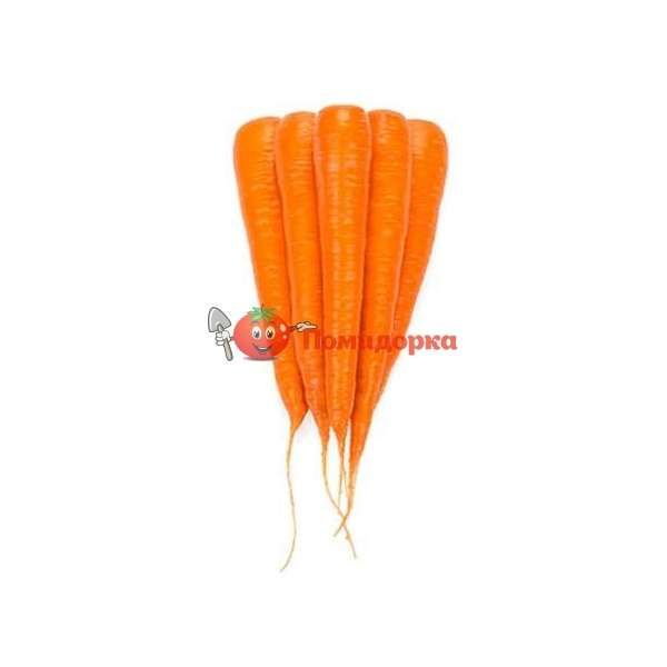 Морковь КАРОТАН | KAROTAN Rijk Zwaan, Фасовка - 250 гр