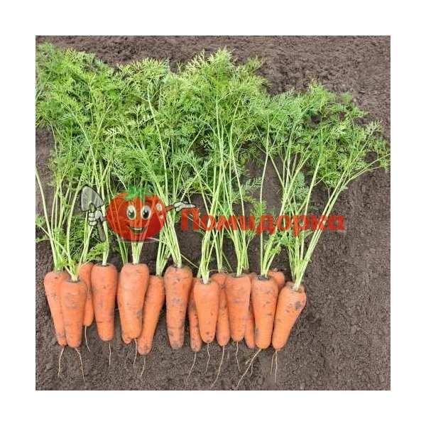 Морковь КЕСЕНА F1 | CESENA F1 Bejo, Фасовка - 1 000 000 семян фр.(2.2-2.4)
