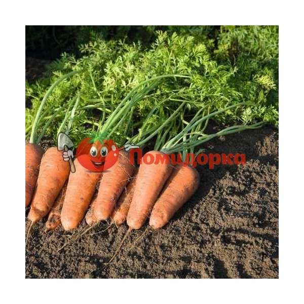 Морковь КУПАР F1 | CUPAR F1 Bejo, Фасовка - 1 000 000 семян фр.(2.0-2.2)