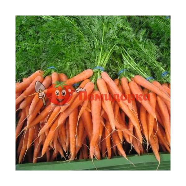 Морковь НАПОЛИ F1 | NAPOLI F1 Bejo, Фасовка - 1 000 000 семян фр. (1.6-1.8)