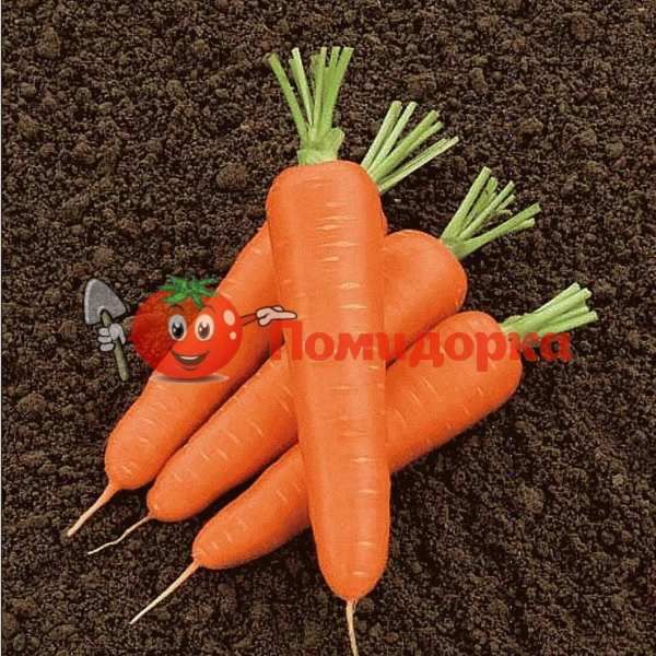 Морковь НАРБОННЕ F1 | NARBONNE F1 Bejo, Фасовка - 1 000 000 семян фр.(2.0-2.2)