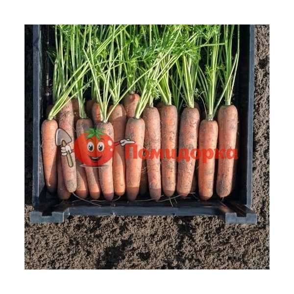 Морковь НАВАЛ F1 | NAVAL F1 Bejo, Фасовка - 1 000 000 семян фр. (1.6-1.8)