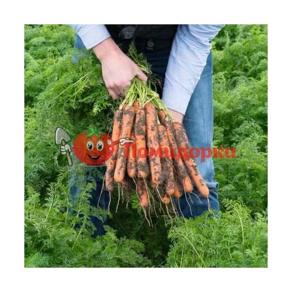 Морковь НЕРАК F1 | NERAC F1 Bejo, Фасовка - 1 000 000 семян фр. (1.6-1.8)