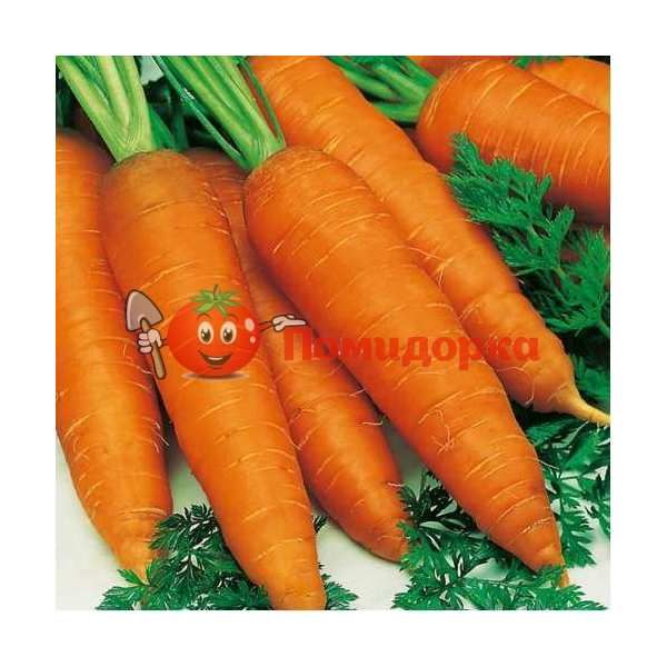 Морковь НИЛАНД F1 | NILAND F1 Bejo, Фасовка - 1 000 000 семян фр.(2.2-2.4)