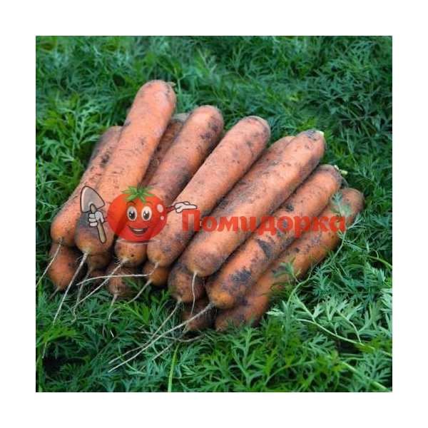 Морковь НОМИНАТОР F1 | NOMINATOR F1 Bejo, Фасовка - 1 000 000 семян фр. (1.8-2.0)