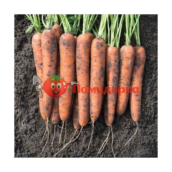 Морковь НОРВЕЙ F1 | NORWEY F1 Bejo, Фасовка - 1 000 000 семян фр. (1.8-2.0)