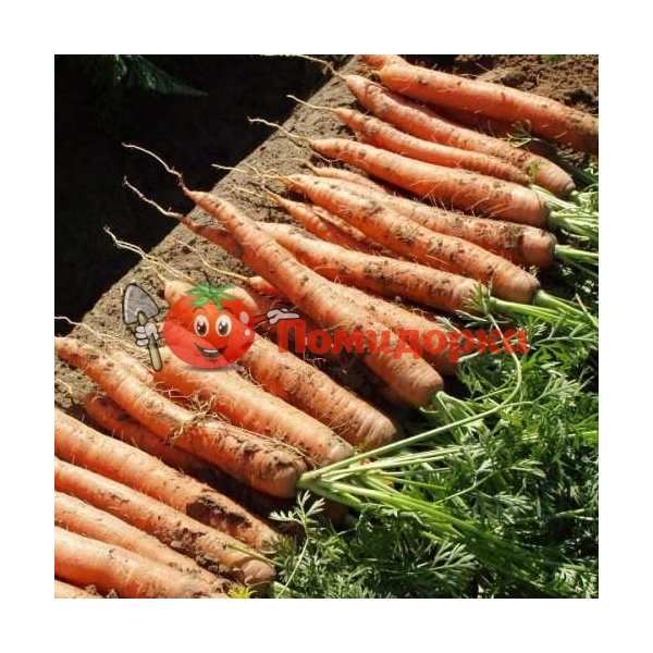 Морковь НЬЮХОЛ F1 | NEWHALL F1 Bejo, Фасовка - 1 000 000 семян фр. (1.8-2.0)